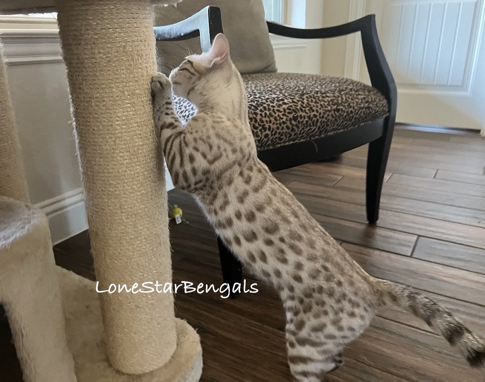 A Bengal cat displaying feline passion while climbing on a scratching post.