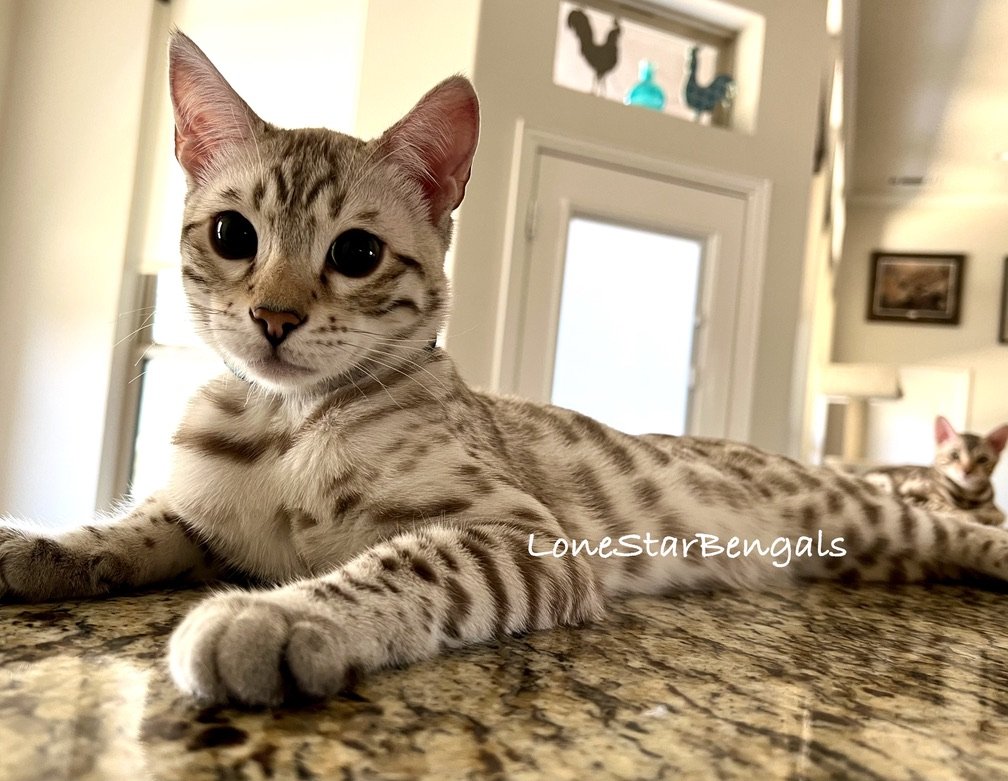 Two Bengal cats from Lone Star Bengal Cats in Texas, laying on top of a counter.
