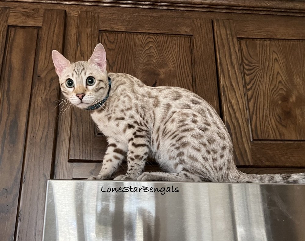 A Superior Quality Bengal cat perched on a refrigerator.