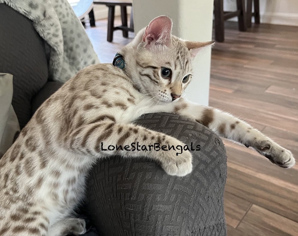An award-winning Bengal breeder's feline passion can be seen through a Bengal kitten laying on a couch in a Texas living room.