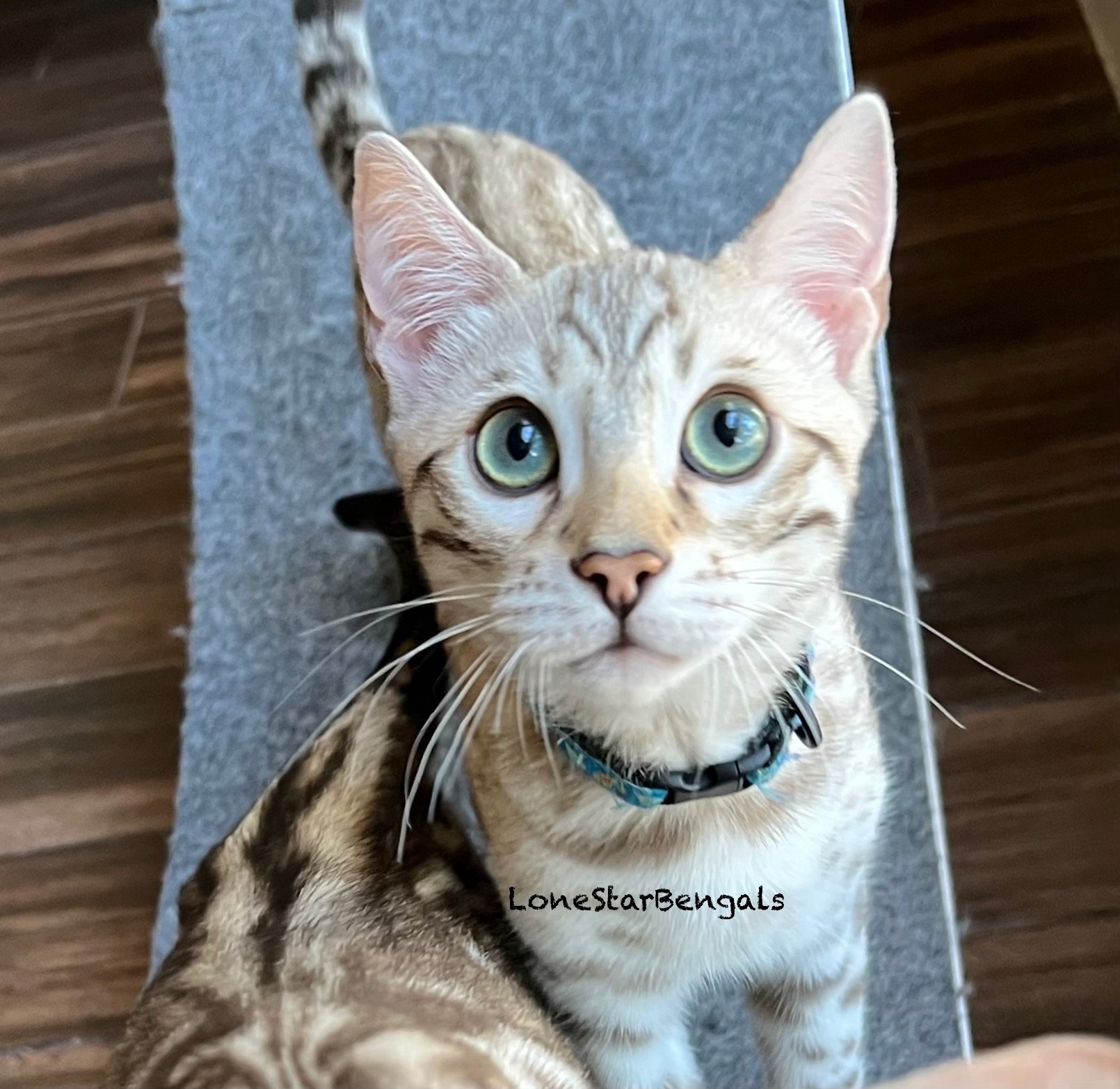 An Award-Winning Bengal Breeder from Texas passionately presents a cat with blue eyes standing on top of a mat.