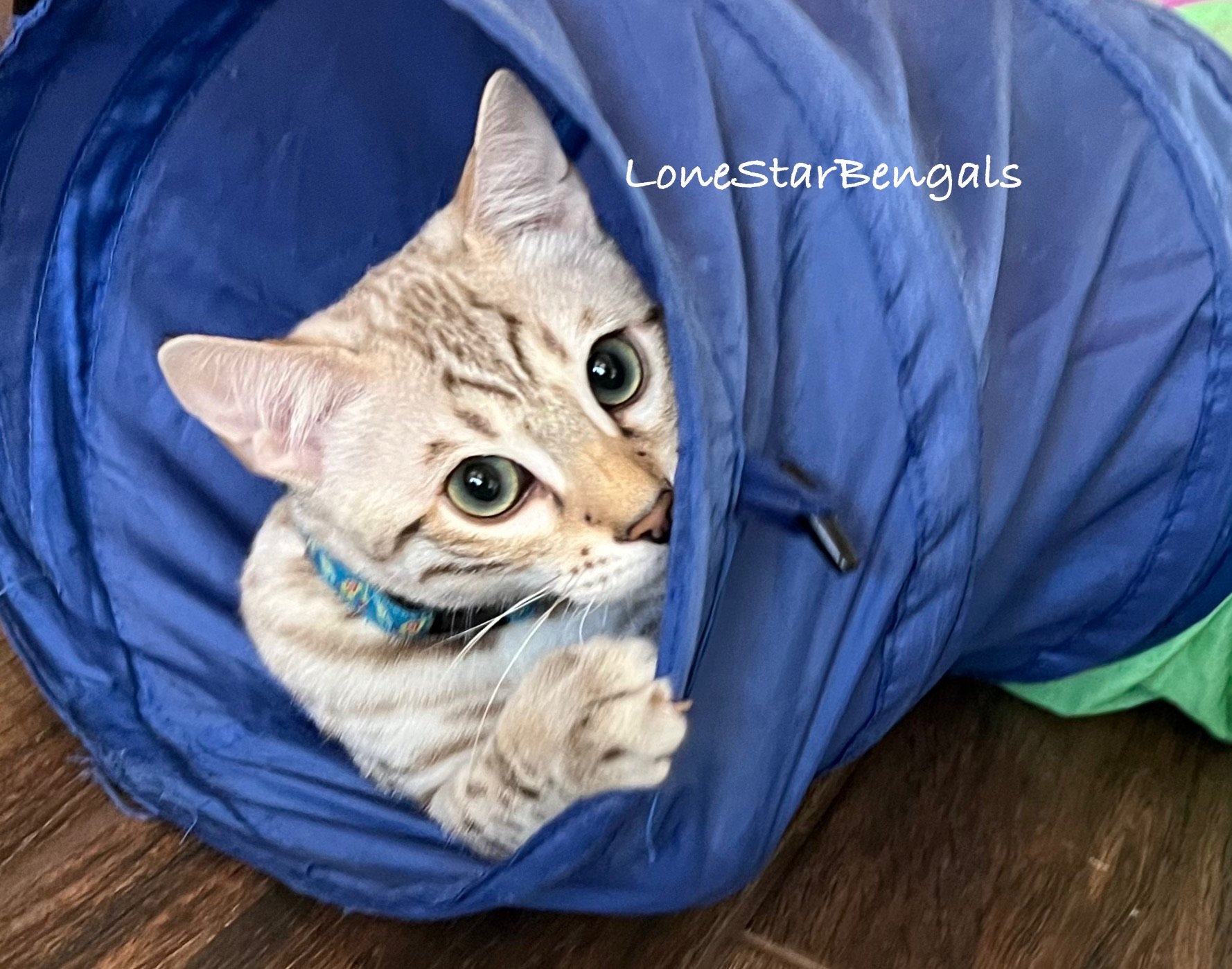 An International Winner cat peeks out of a blue tunnel, showcasing Superior Quality Bengals and Feline Passion.