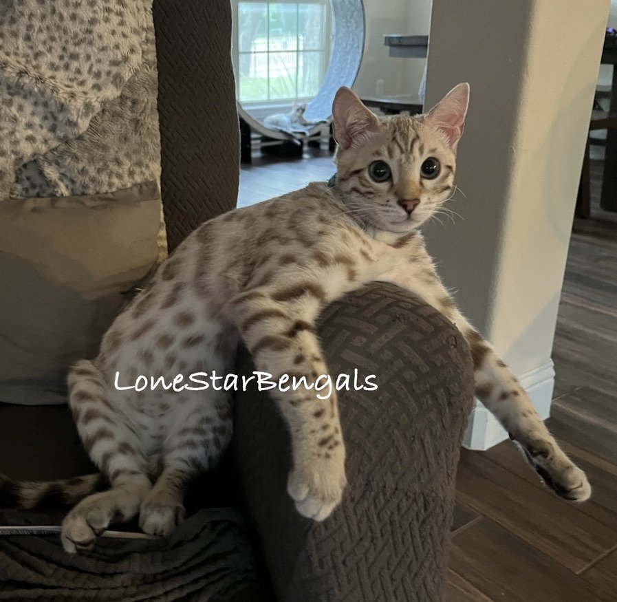 An award-winning Bengal breeder showcasing a superior quality Bengal cat lounging on a living room couch.
