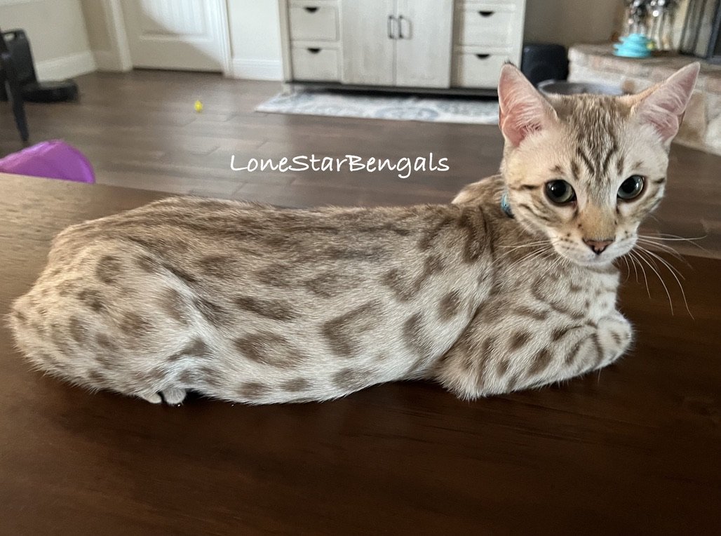 Superior Quality Bengal cat sitting on a wooden table.