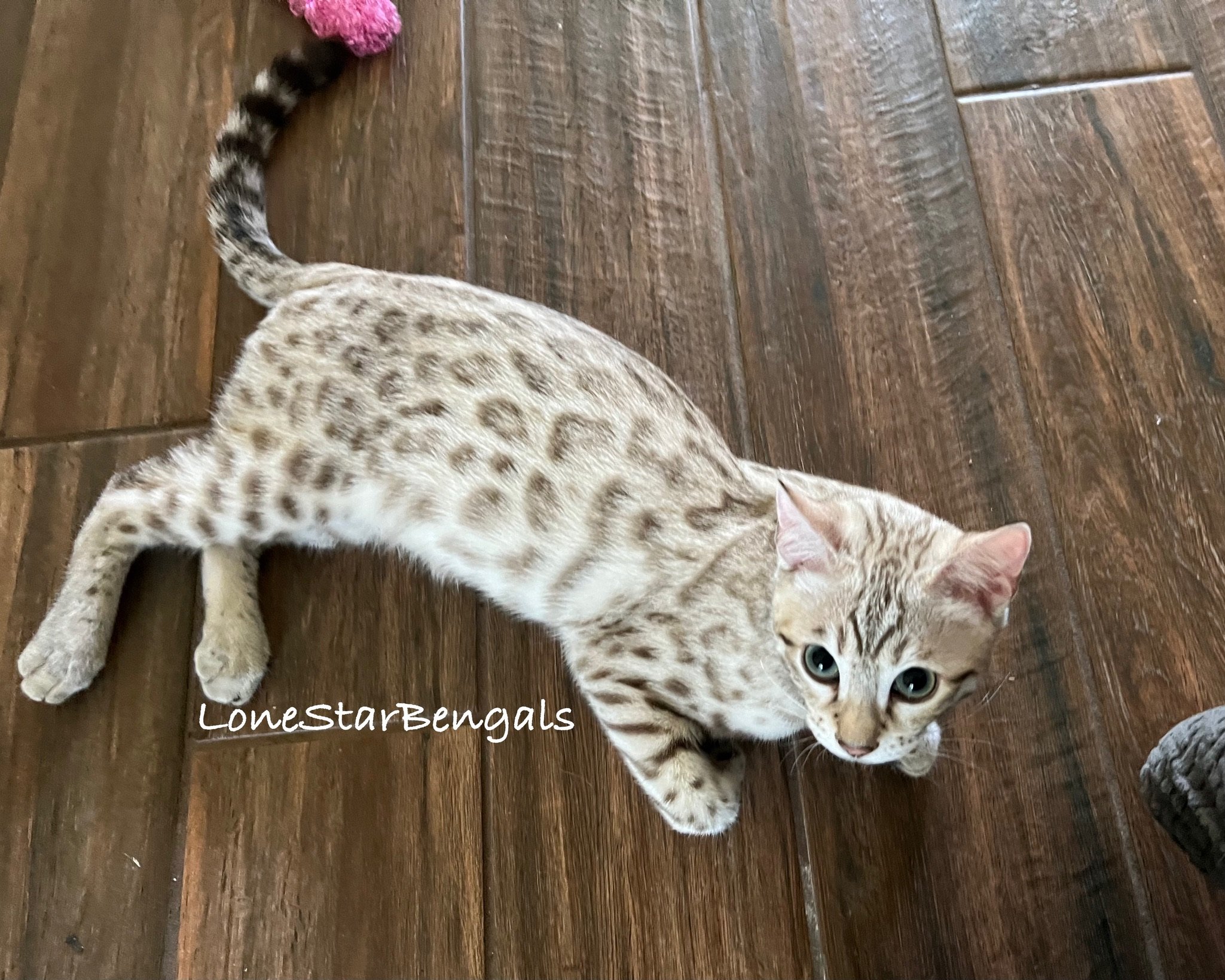 A Bengal cat lounging on a superior quality wooden floor.
