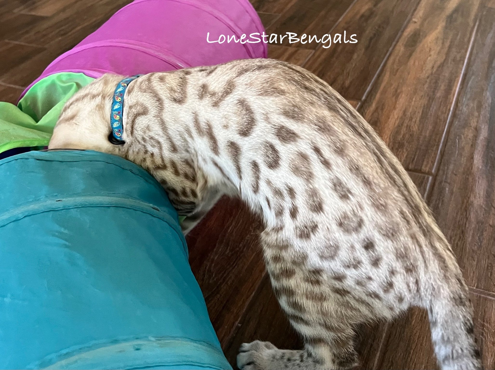 An award-winning Bengal cat, displaying feline passion, happily plays with a colorful tube.