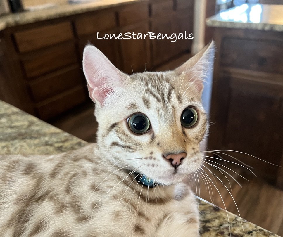 A superior quality Bengal cat lounging on a kitchen counter.