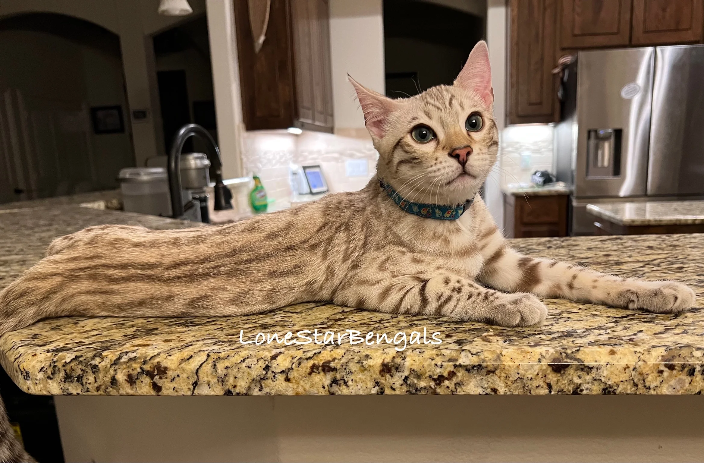 A Superior Quality Bengal cat from Lone Star Bengal Cats International Winner, lounging on a kitchen counter.
