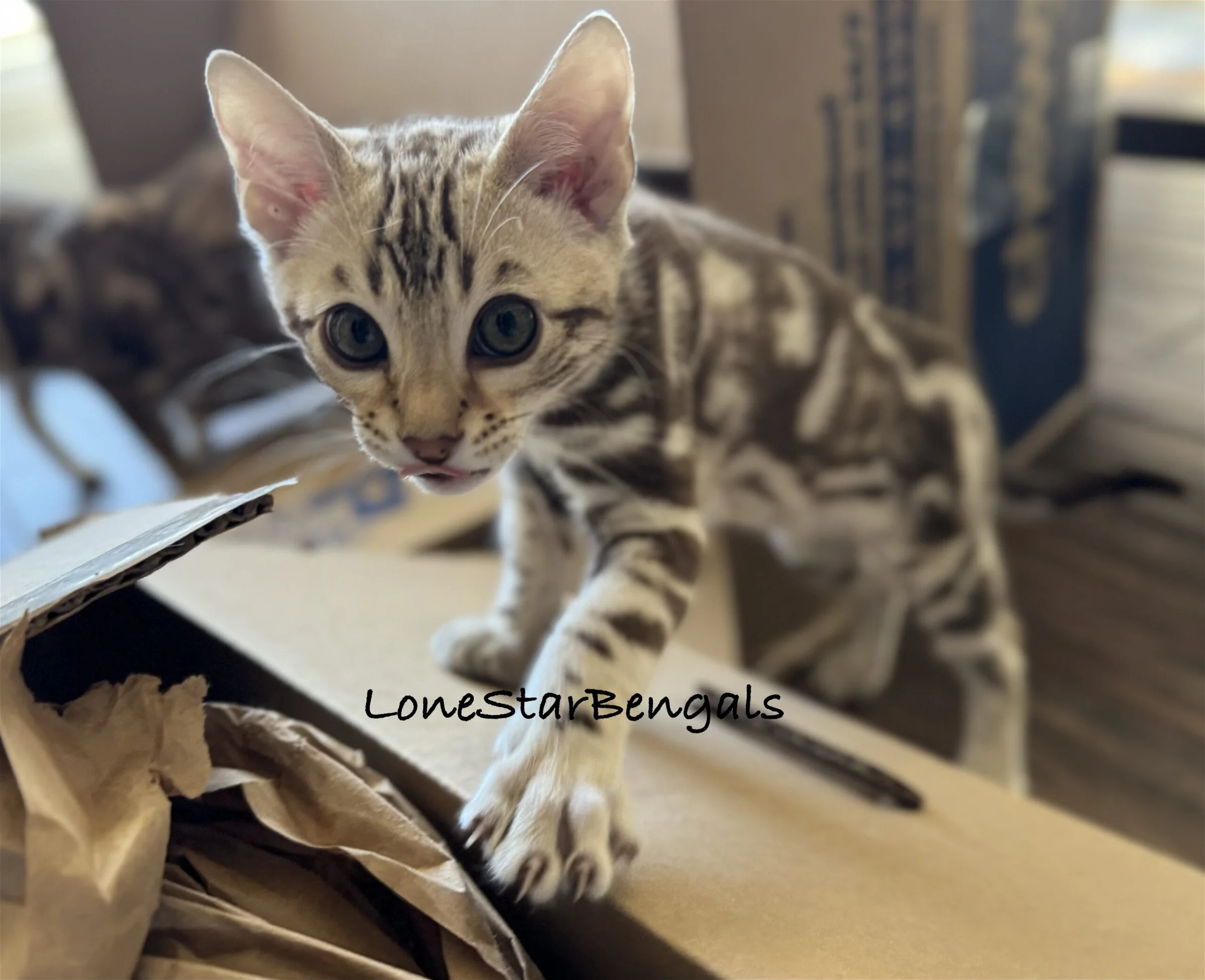 A Bengal kitten from Lone Star Bengal Cats, standing in a cardboard box.
