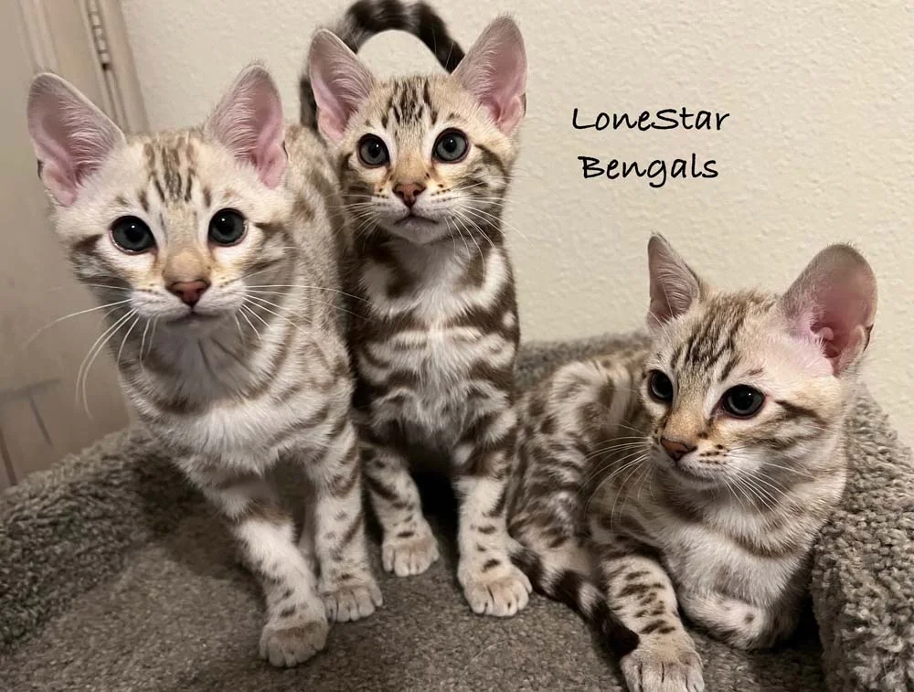Award-Winning Bengal Breeder delivers Superior Quality Bengals with three adorable kittens sitting on top of a bed.