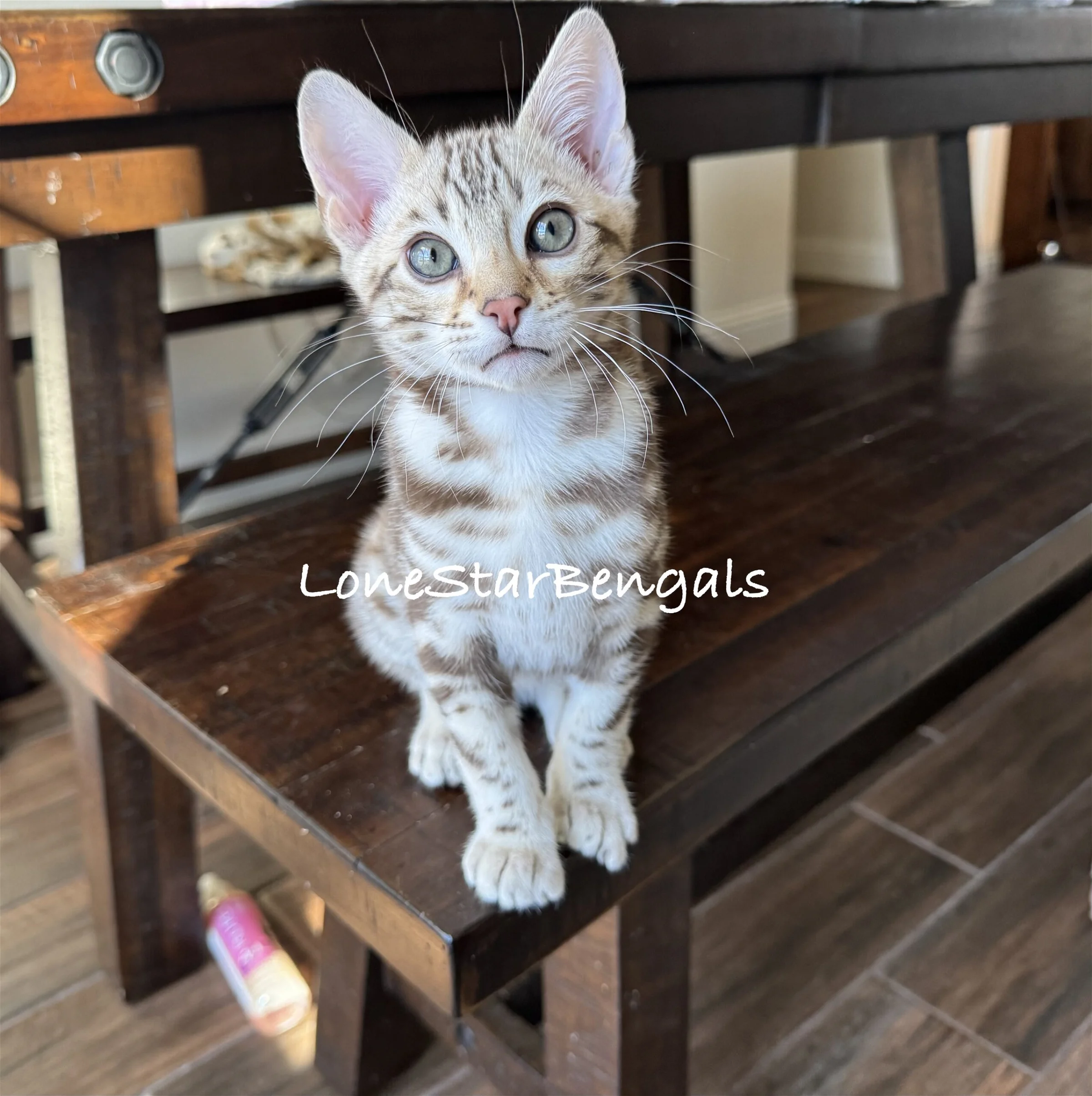 A Superior Quality Bengal kitten sitting on a wooden bench.