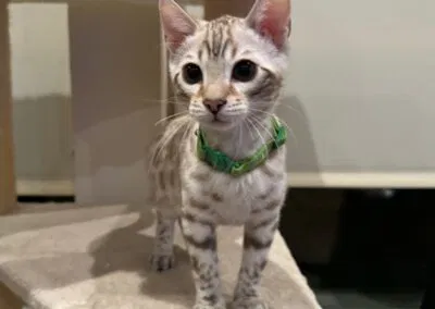 A light grey and black spotted kitten, embodying Feline Passion, wears a green collar as it stands proudly on a beige cat tower.