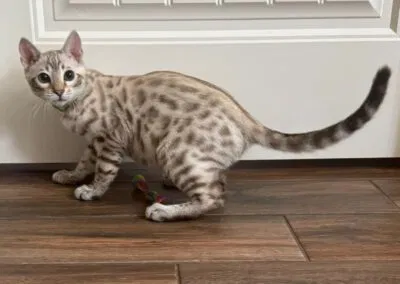 A spotted cat with a green collar stands on a wooden floor, looking alert. Clearly displaying the hallmark energy of Bengal Kittens Texas, this feline exudes passion and grace.