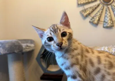 A curious, light-brown spotted kitten with dark eyes looks into the camera. In the background, there is a cat scratching post and a wall decoration from Lone Star Bengal Cats, showcasing their Feline Passion.