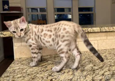 A light-colored Bengal cat with spotted fur, embodying the superior quality Bengals from Texas, stands on a granite countertop in front of a kitchen window.