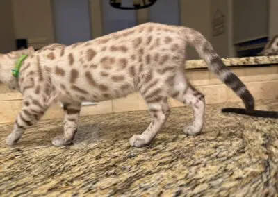 A spotted cat with a green collar, proudly representing an International Winner from an Award-Winning Bengal Breeder, strolls gracefully on a speckled granite countertop.