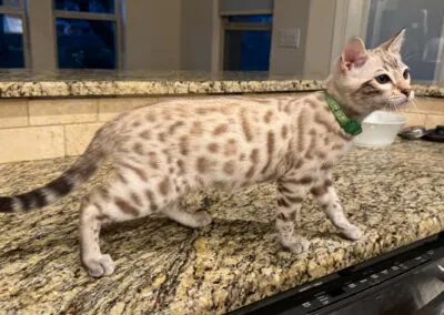 A Superior Quality Bengal cat with dark spots stands on a granite countertop, wearing a green collar.