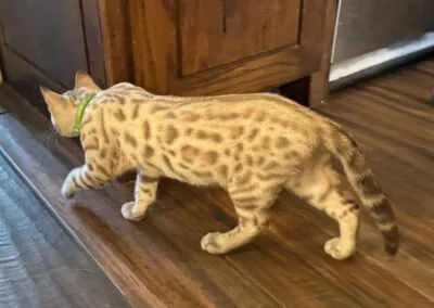 A Lone Star Bengal Cat with a green collar walks across a wooden floor next to a wooden cabinet.