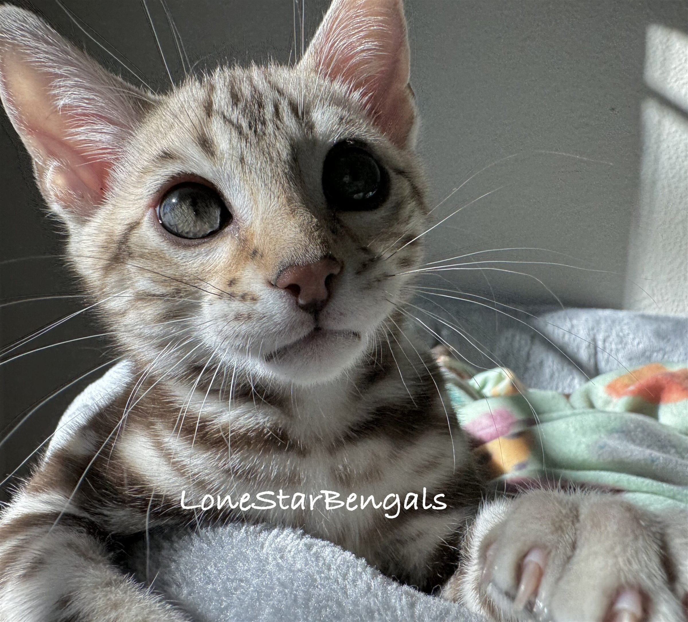 A Superior Quality Bengal kitten from Lone Star Bengal Cats, peacefully laying on a cozy blanket.