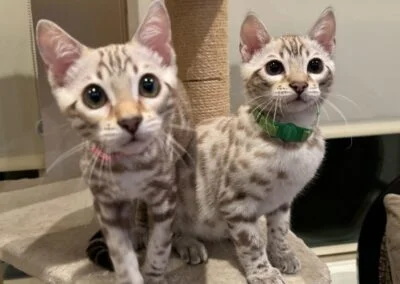 Two spotted kittens with large eyes sit on a cat tree. One wears a pink collar, and the other a green collar, both looking toward the camera. These adorable bundles of joy are the latest from our award-winning Bengal breeder, known for their superior quality Bengals and feline passion.