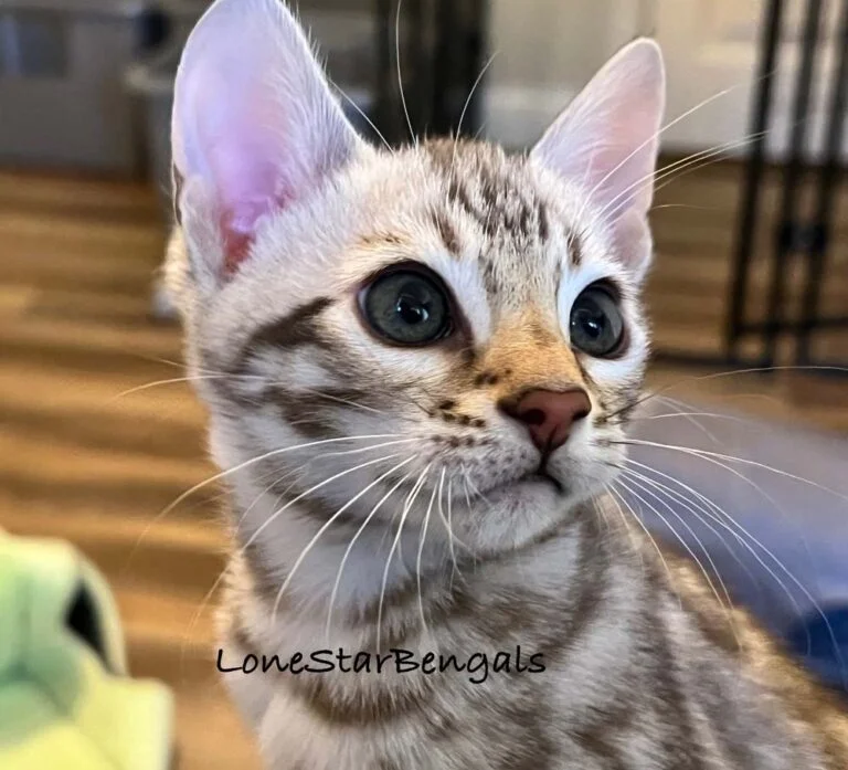 A bengal kitten from Lone Star Bengal Cats looking up at the camera.