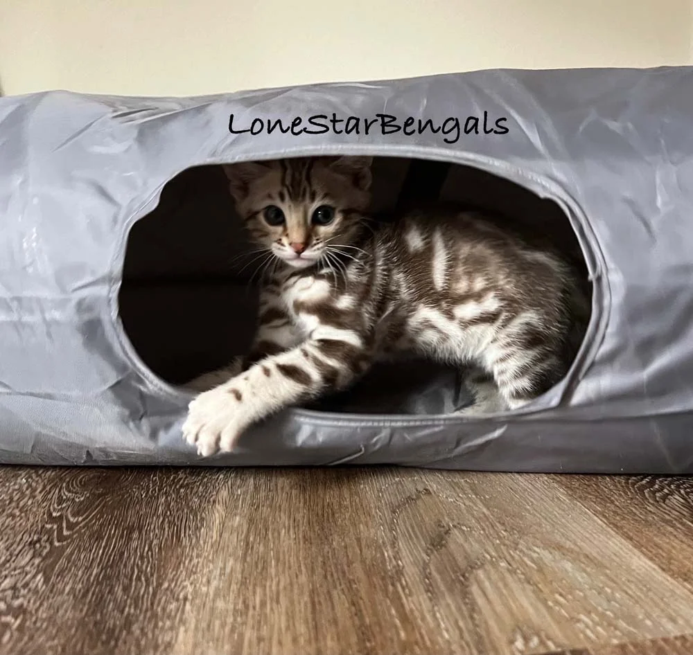 A Lone Star Bengal kitten is sitting inside of a plastic bag.