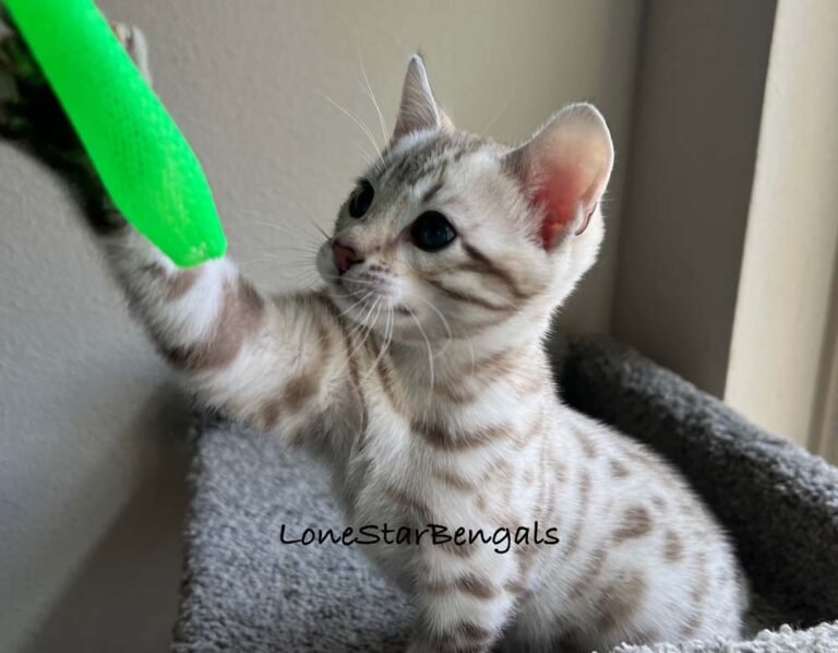 A Bengal kitten playing with a green toy at Lone Star Bengal Cats.