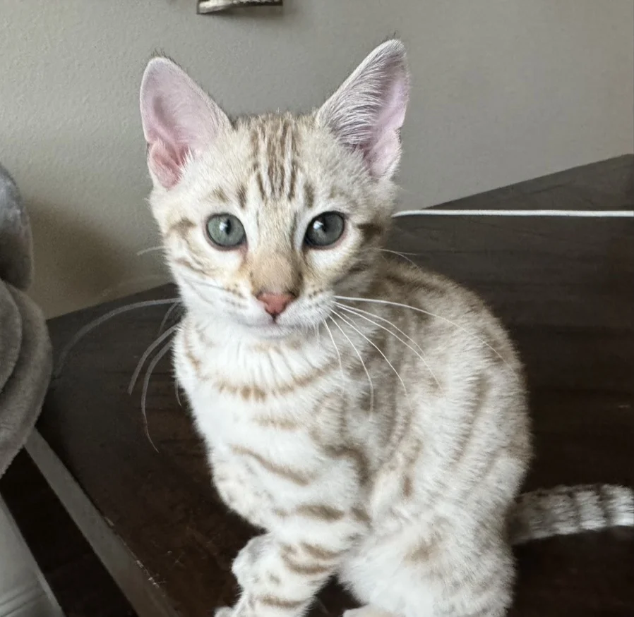 A Bengal kitten, raised by an award-winning Bengal breeder in Texas, gracefully sits on top of a table showcasing its superior quality.