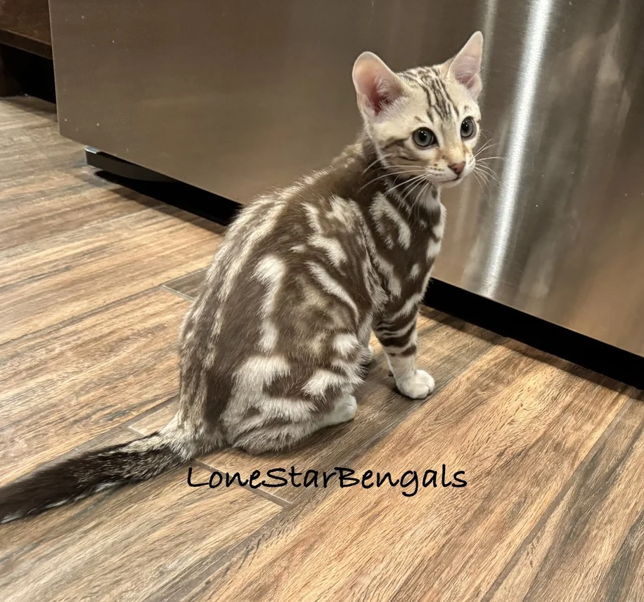 A Bengal cat sitting on a wood floor.