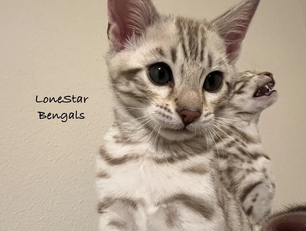 A Feline Passion captured in Texas with Bengal Kittens from Lone Star Bengal Cats.