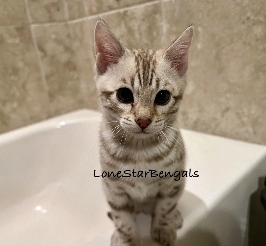 An award-winning Bengal kitten from Lone Star Bengal Cats, sitting on top of a bathtub.