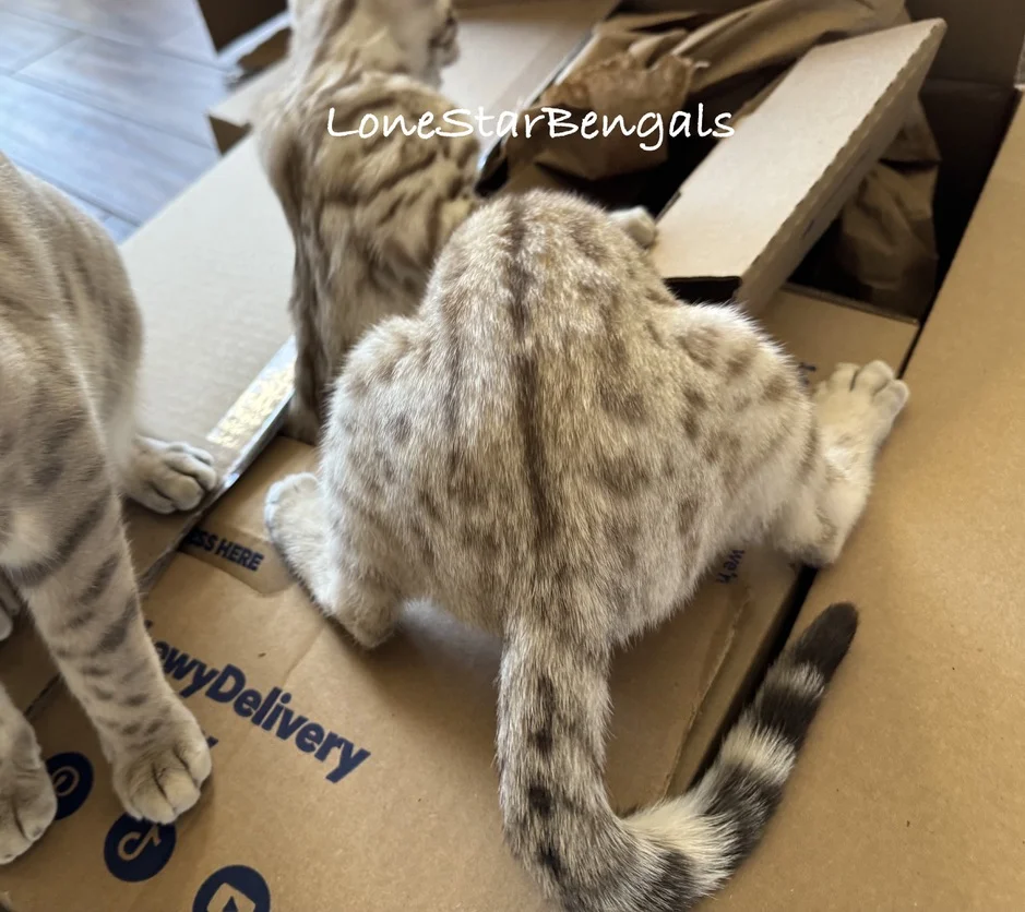 Two Bengal kittens playing in a cardboard box at Lone Star Bengal Cats in Texas.