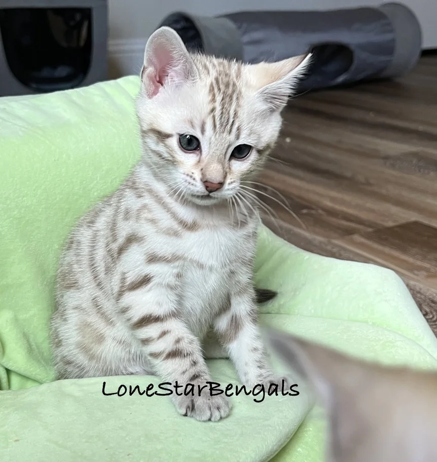 A Bengal kitten from Lone Star Bengal Cats sitting on a green chair.