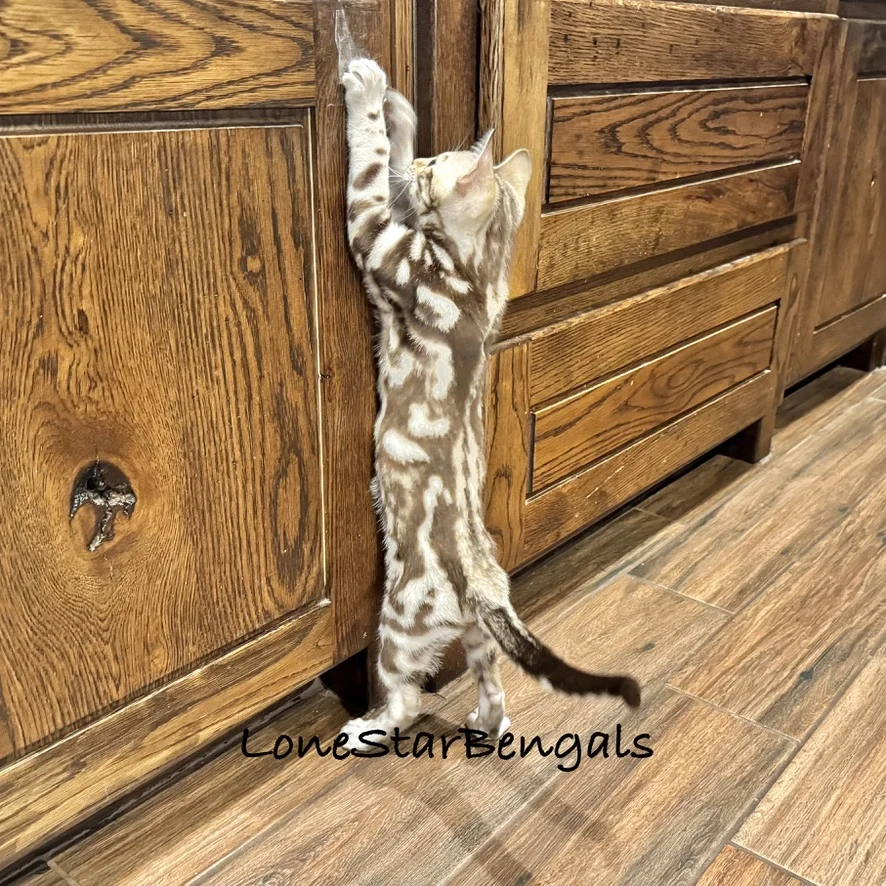 A Bengal kitten, one of Lone Star Bengal Cats' superior quality Bengals, eagerly reaching for a cabinet door in Texas.