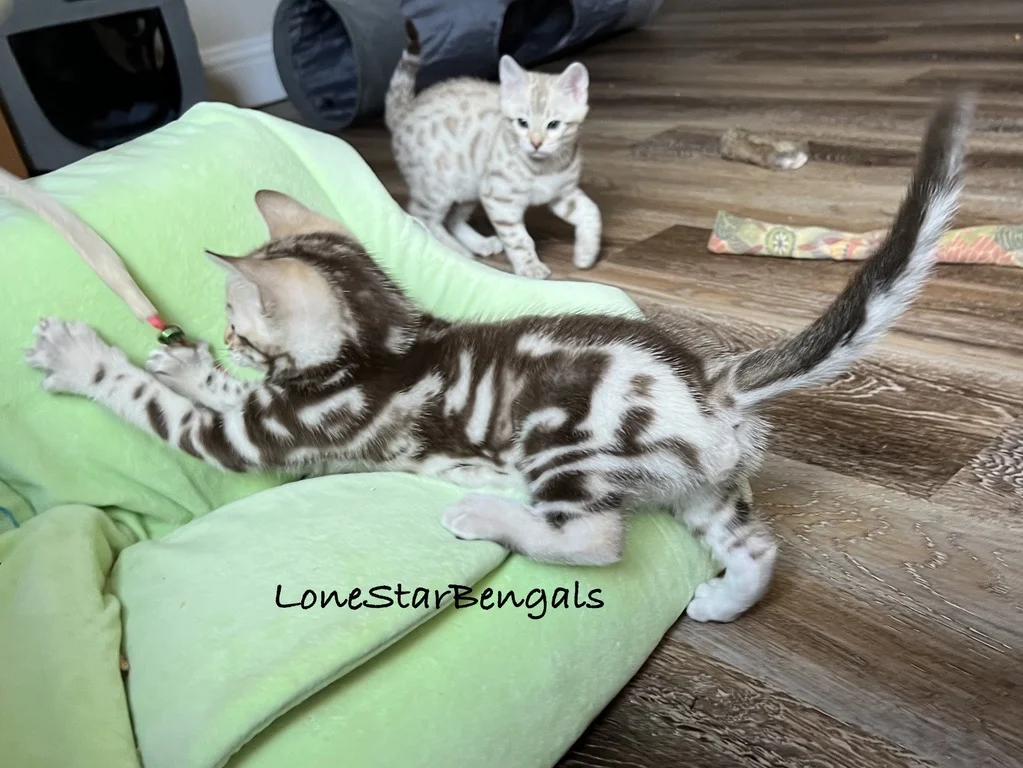 Two Bengal kittens, showcasing their feline passion, playfully interact on a green chair.