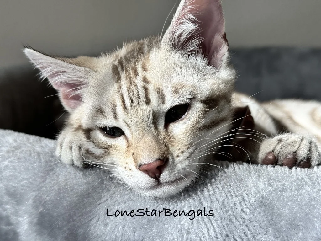 A Lone Star Bengal Cat is peacefully laying in a cozy gray cat bed.