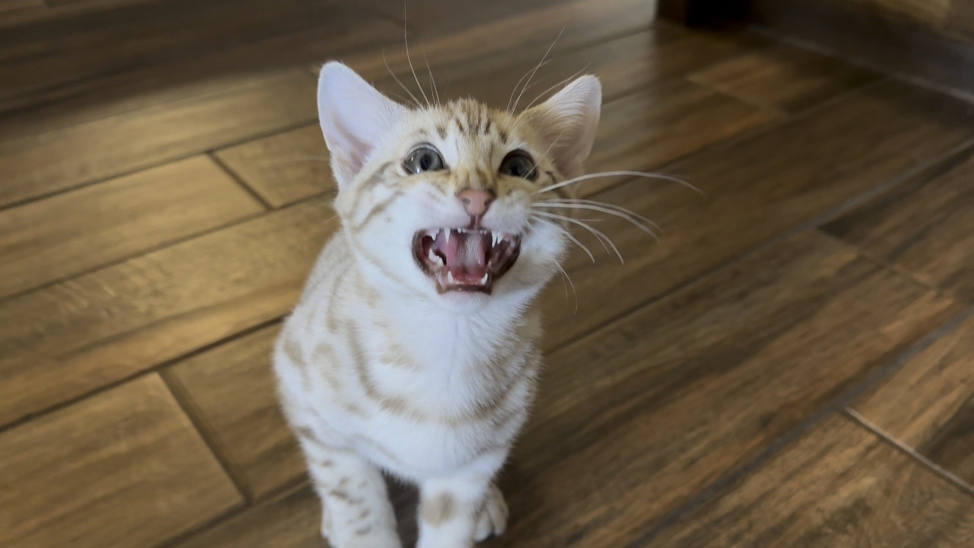 A Bengal Kitten with its mouth open is standing on a wooden floor.