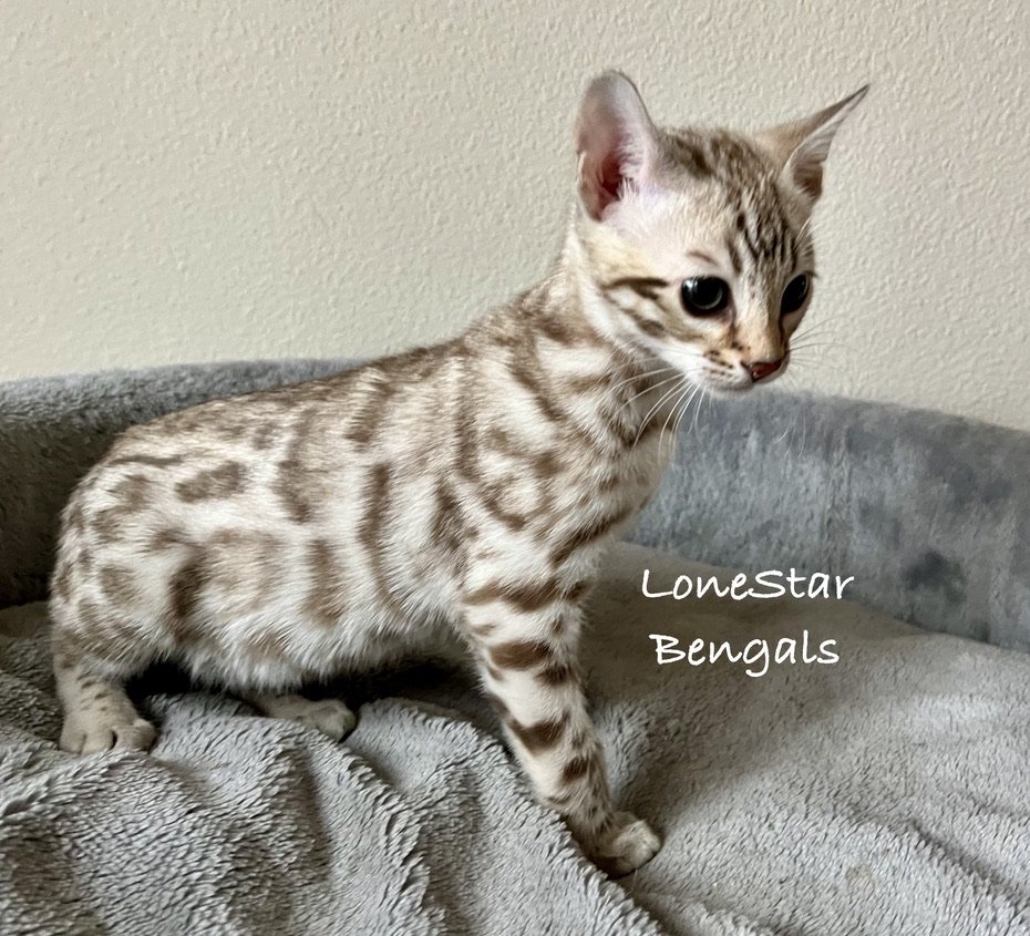 An International Winner Bengal cat, from Lone Star Bengal Cats, sitting on top of a bed.
