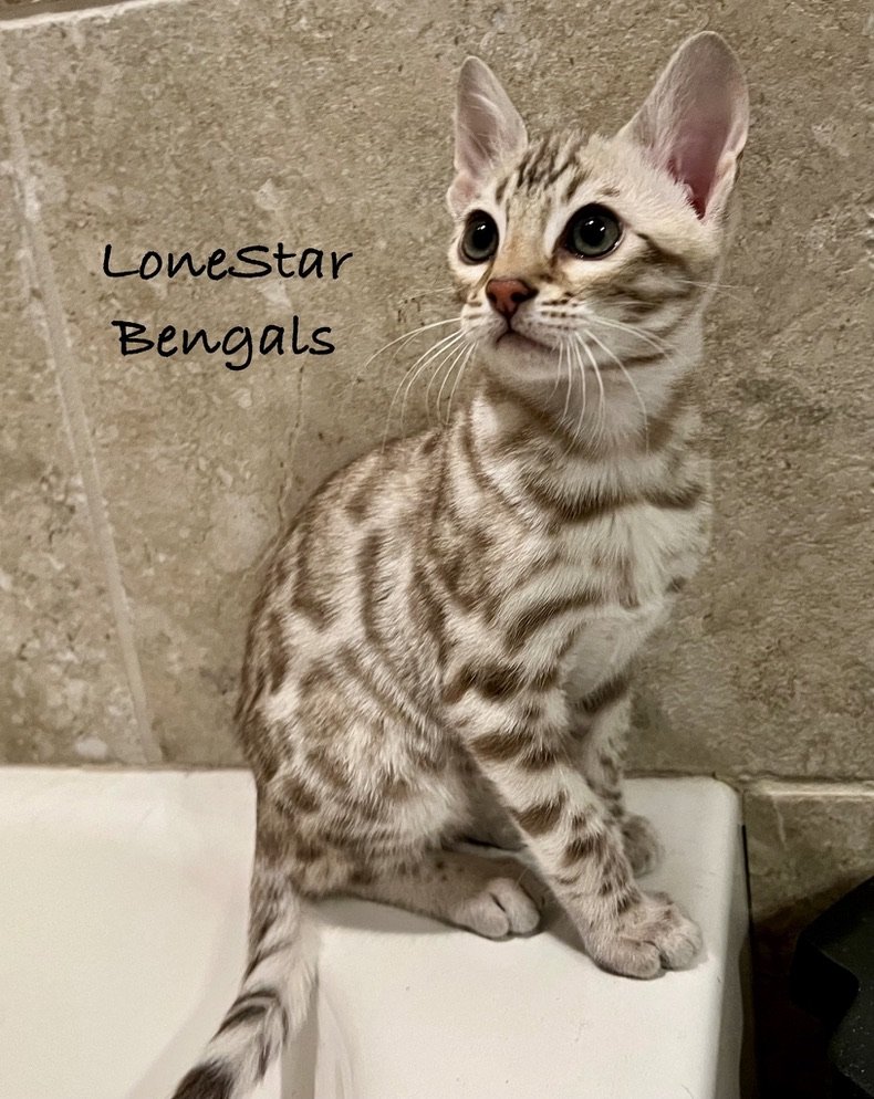 A Bengal kitten, bred by Lone Star Bengal Cats, sitting on top of a sink.