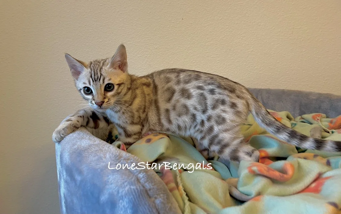 A Superior Quality Bengal kitten standing on top of a bed from Lone Star Bengal Cats.