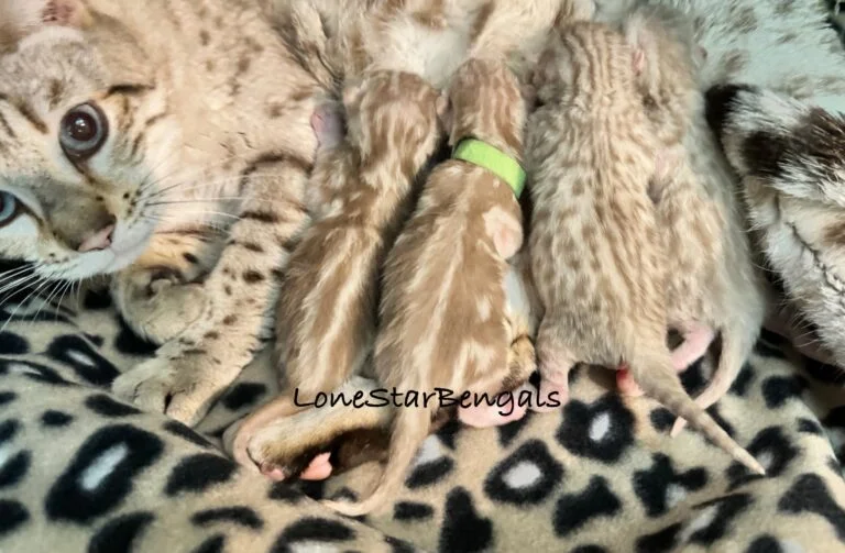 A cat is laying on a blanket with Bengal kittens in Texas.