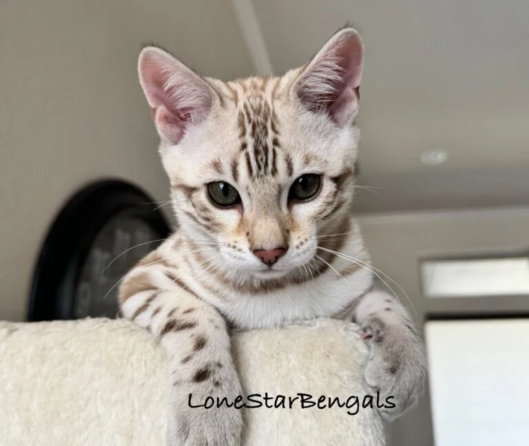 An award-winning Bengal breeder's Bengal cat sitting on top of a couch.