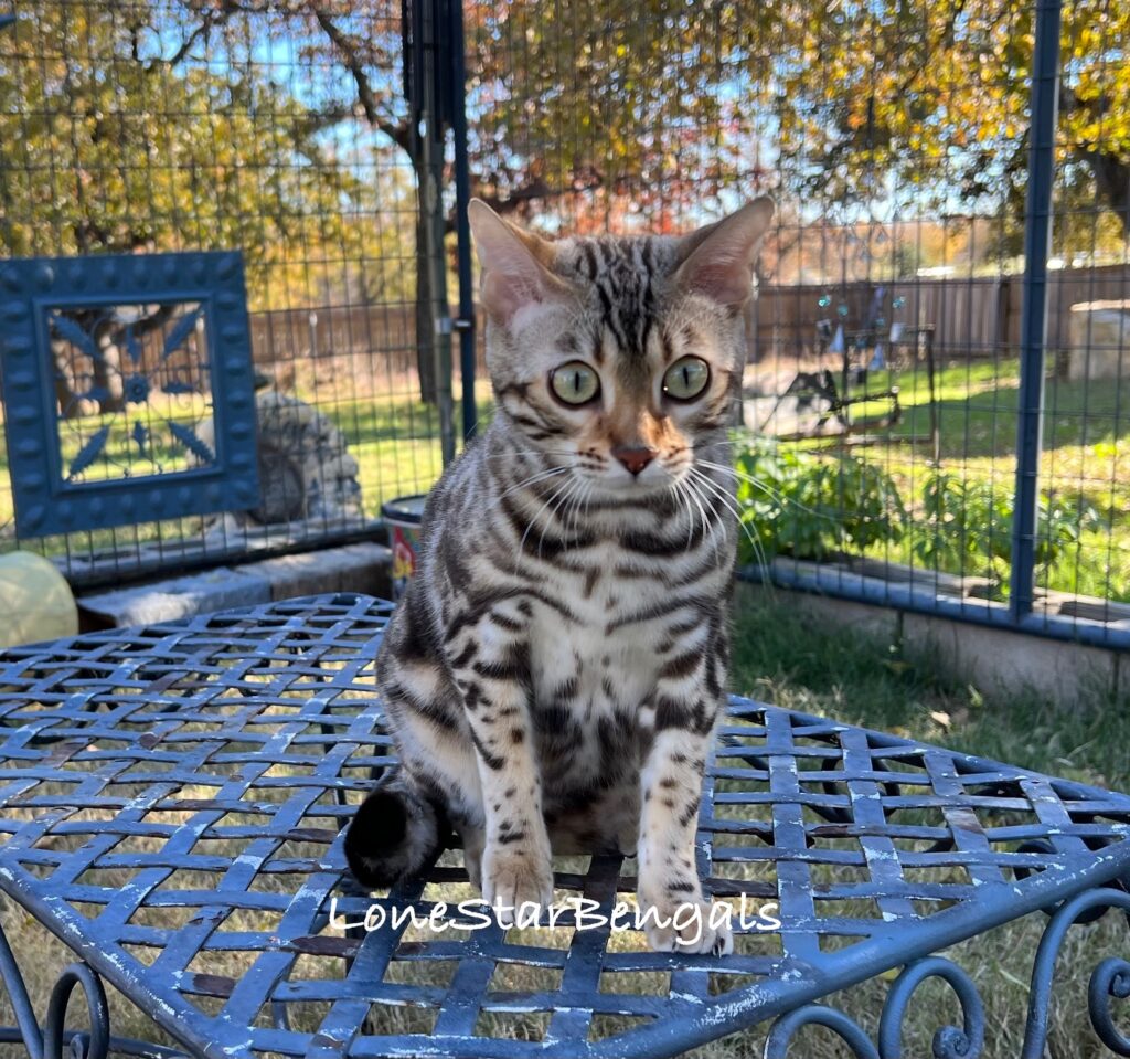 A Bengal cat sits on a metal table outdoors in an enclosure with greenery and trees in the background. Text on the table reads "LoneStarBengals," showcasing the Feline Passion of Lone Star Bengal Cats.