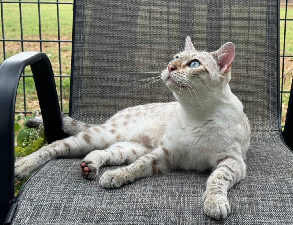 A light-colored cat with blue eyes, embodying feline passion, lies on a mesh outdoor chair, looking up. A fenced yard is visible in the background.