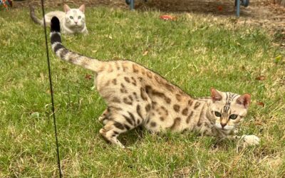 2025 Planned breedings