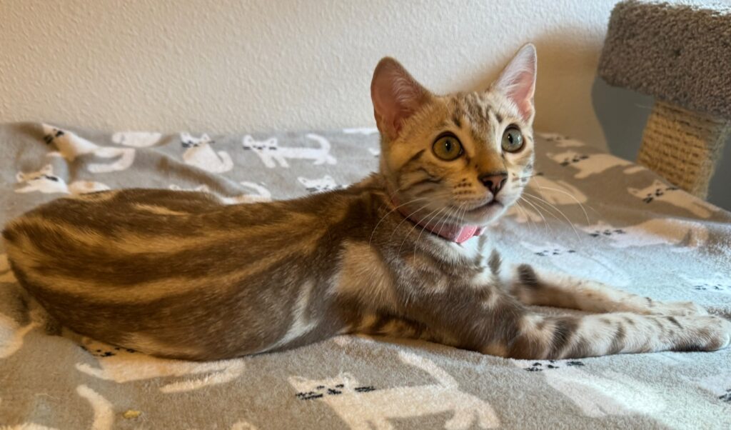 A Bengal kitten with a light-colored coat and distinctive markings lies on a blanket with a cat pattern. This International Winner, donning a pink collar and gazing off to the side, embodies true Feline Passion.