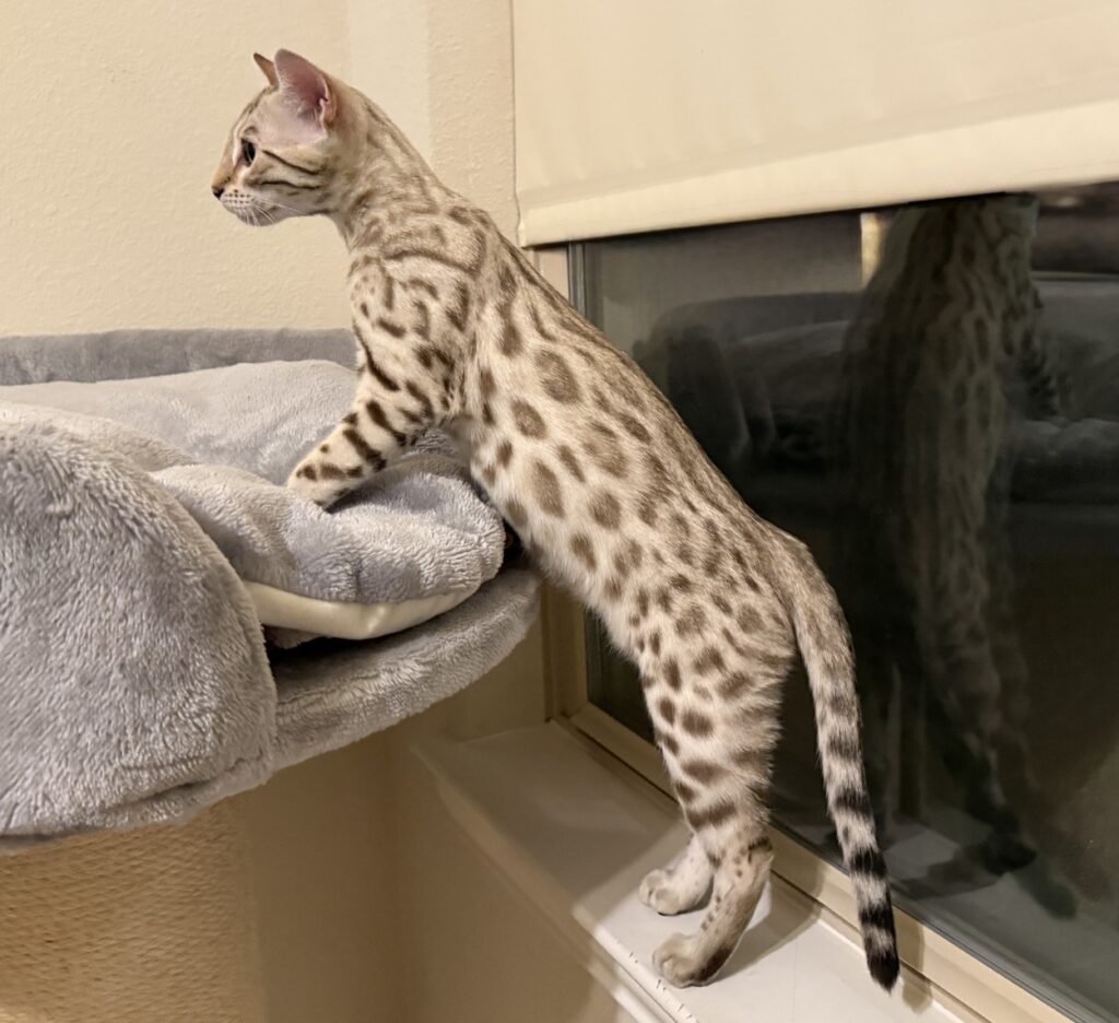 A spotted cat, from an award-winning Bengal breeder, stands on its hind legs with front paws resting on a gray cat bed, looking out a window.