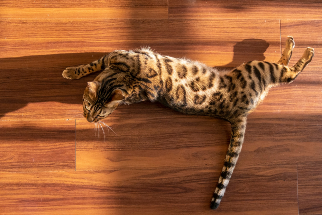 A Bengal cat from Lone Star Bengal Cats with a spotted coat is lying stretched out on a wooden floor in sunlight. - Lone Star Bengal Cats & Kittens A Bengal cat from Lone Star Bengal Cats with a spotted coat is lying stretched out on a wooden floor in sunlight.
