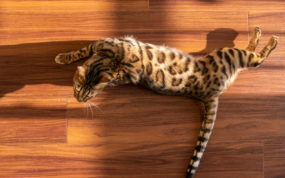 7 Signs Your Bengal Cat Is Bored (And What to Do About It)