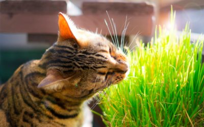 What Do I Do If My Bengal Cat Starts Getting Picky With Food? 7 Steps to Try